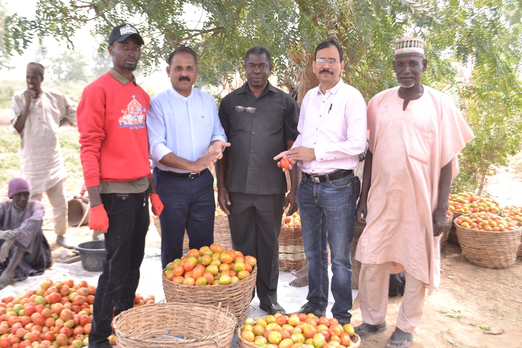Olam Nigeria’s Pilot Farming Project To Boost Nigeria’s Tomato Value