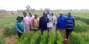 Olam Agri, LCRI announce release of heat-tolerant